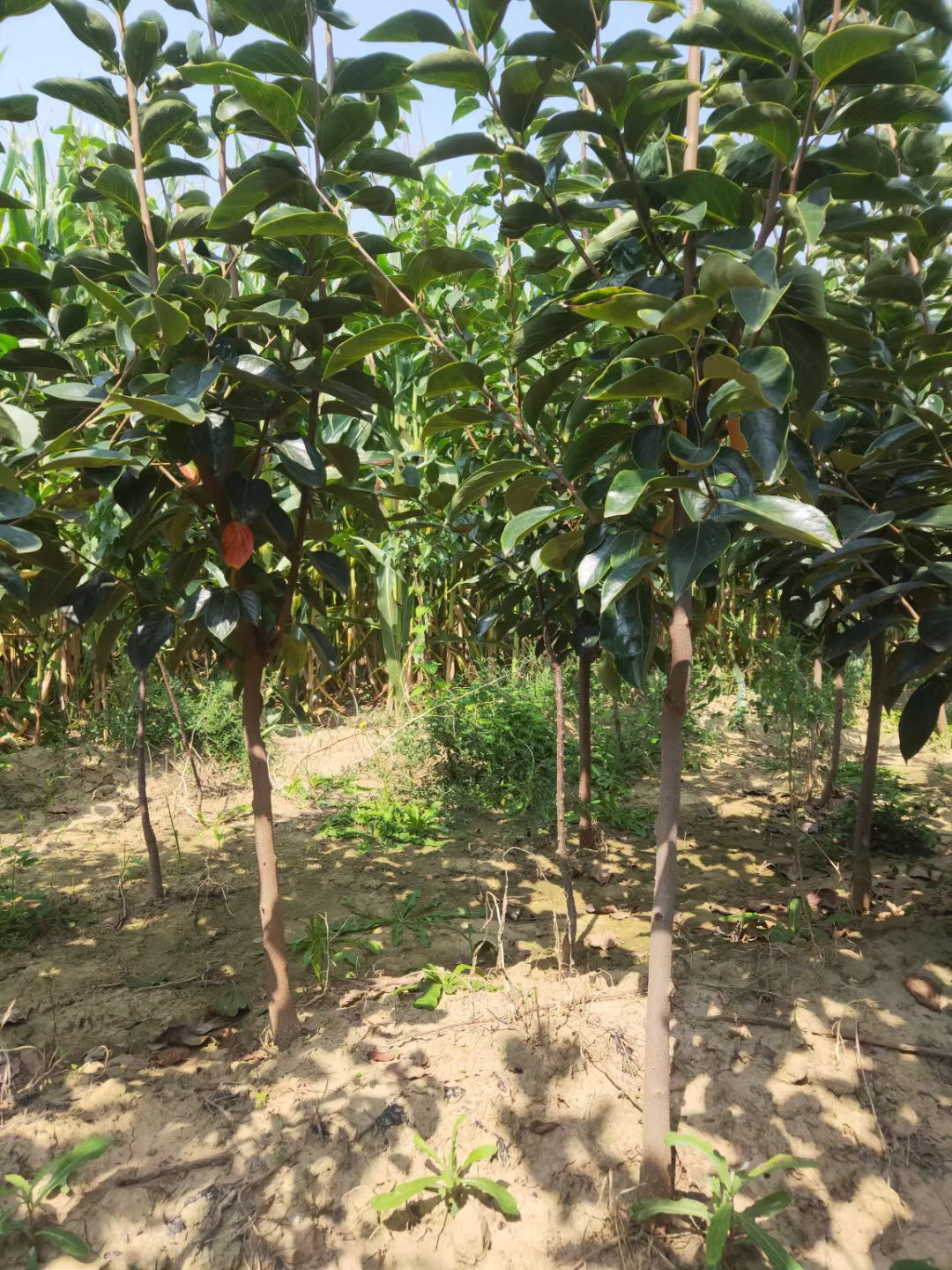 杏树基地 杏树种植条件