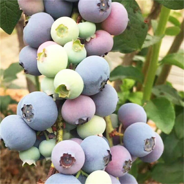 蓝莓苗定植流程_济南矮丛蓝莓苗