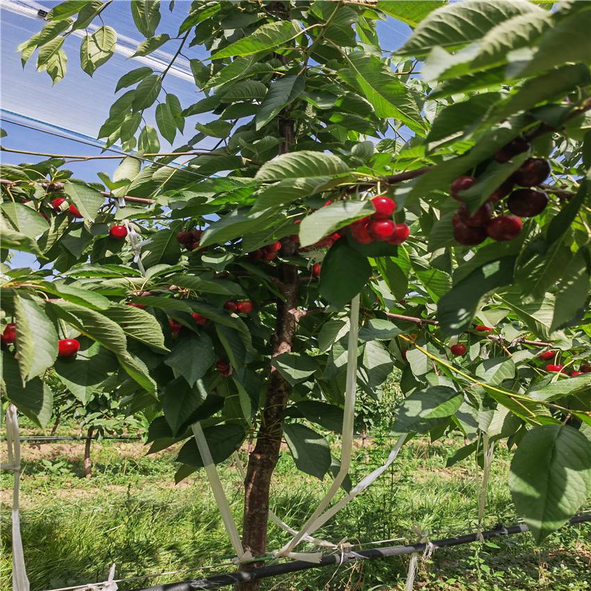惠农农业 当年结果五公分矮化美早樱桃树 大棚种植樱桃品种