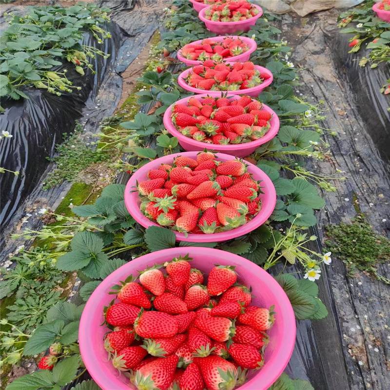 大叶红颜久久草莓苗当年种植可结果 果实甜惠农农业草莓种苗