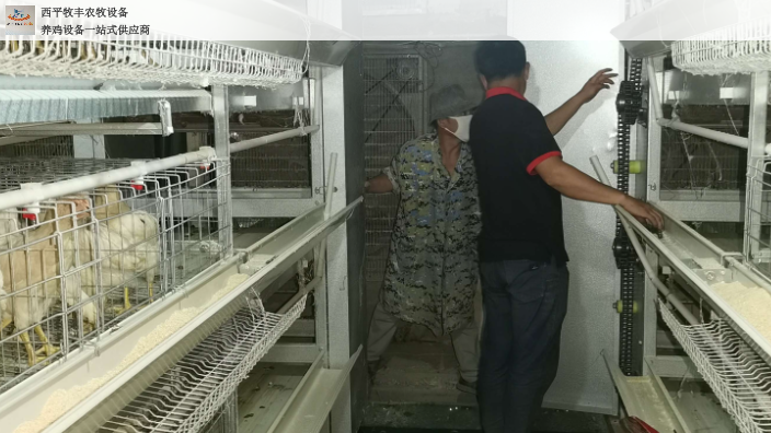 蛋鸡笼自动化养鸡料线 西平牧丰农牧设备供应