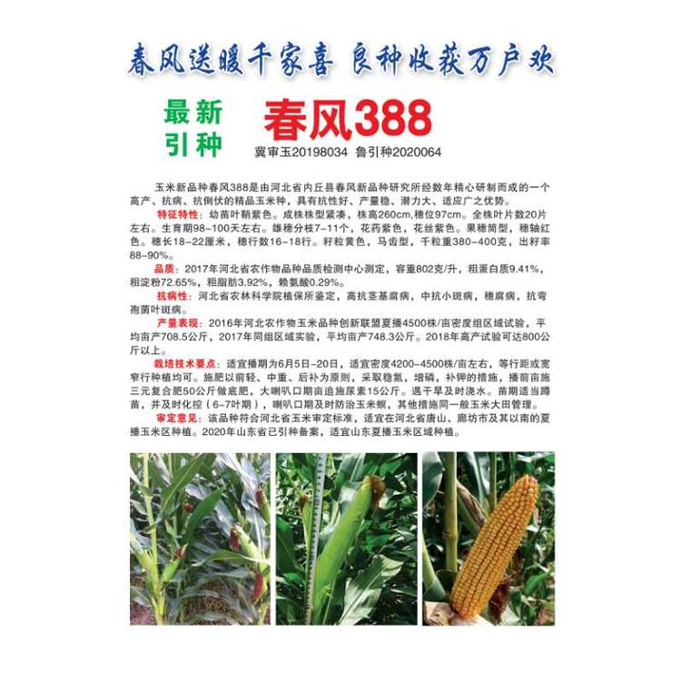 承玉10号大棒玉米种子生产厂家 济南丰润种子有限公司