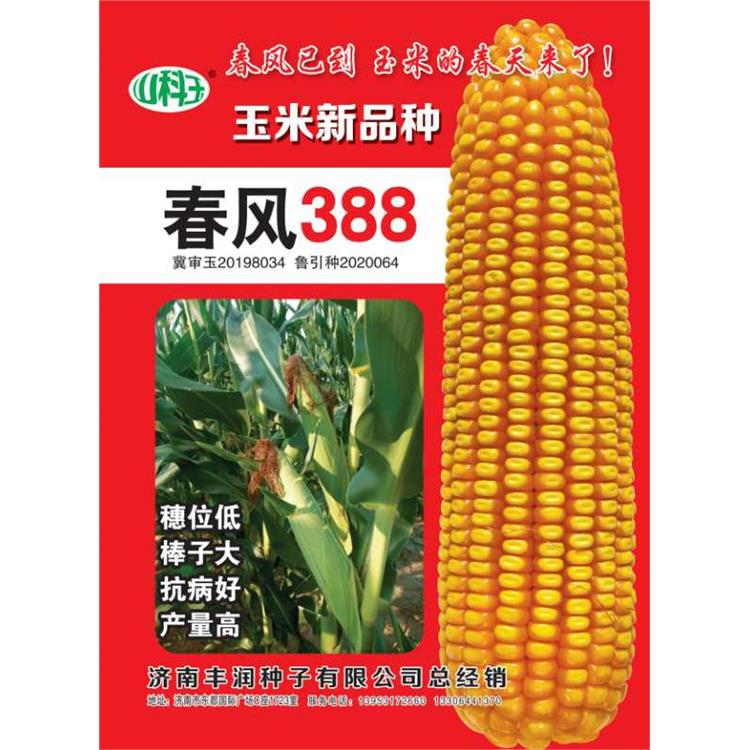泰玉11**大棒玉米品种 济南丰润种子有限公司