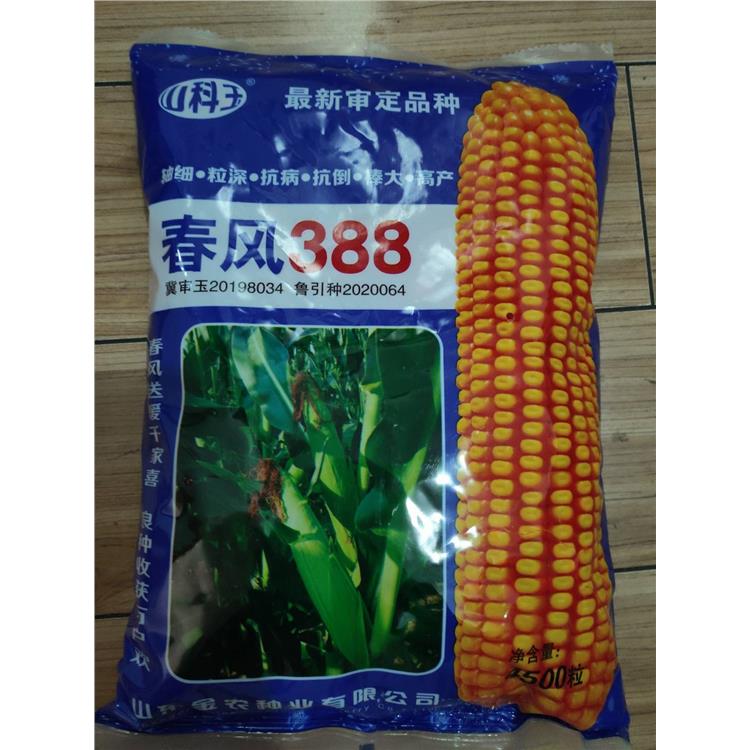 承玉10号稀植大棒玉米厂家电话 济南丰润种子有限公司