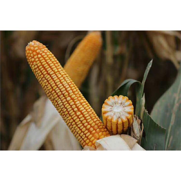 泰玉11高产玉米供应商 济南丰润种子有限公司