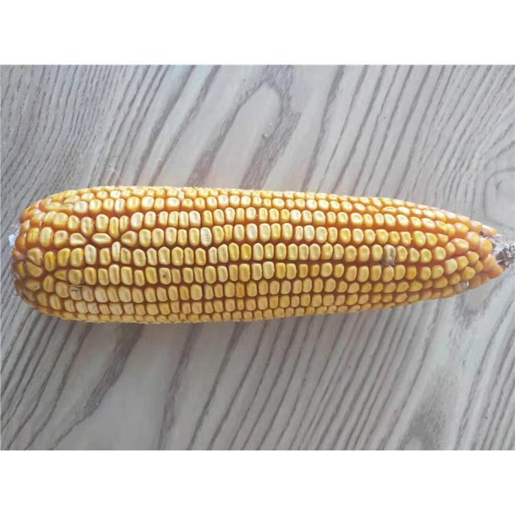 高产玉米新品种 济南丰润种子有限公司