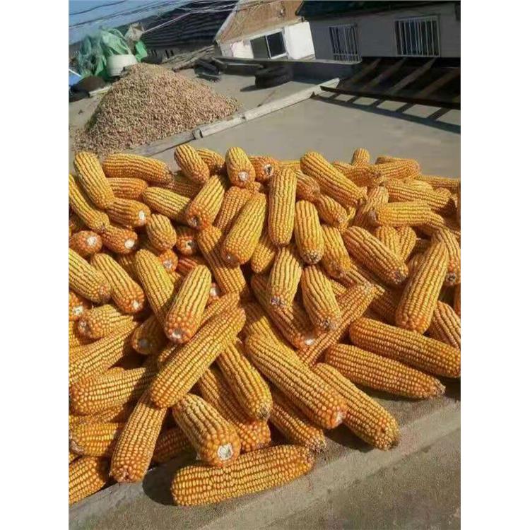 耐高温玉米种子