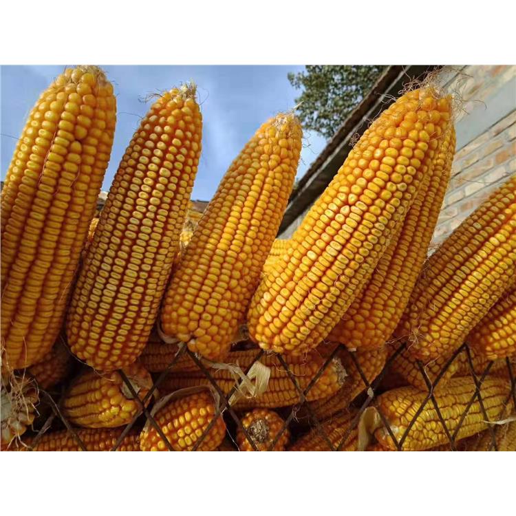 耐高温玉米种子 济南丰润种子有限公司