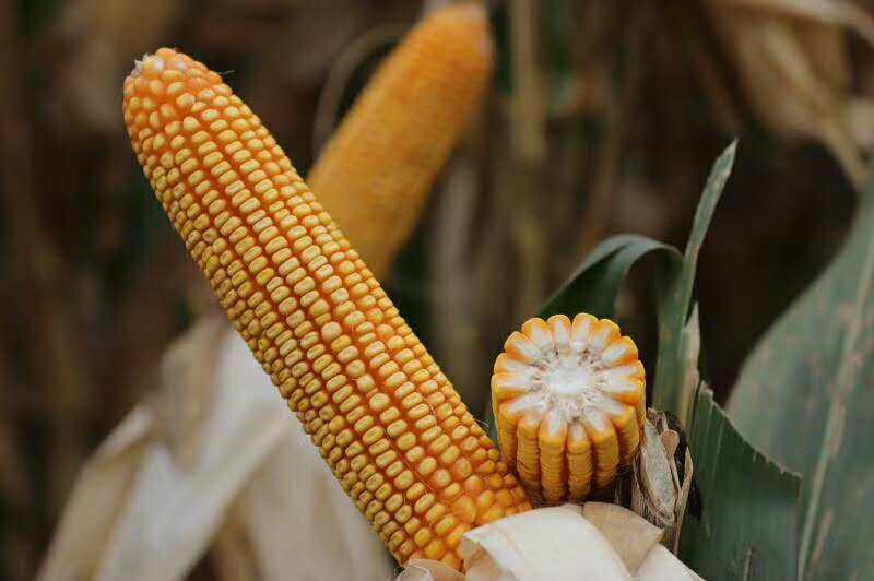 邯郸高产玉米品种