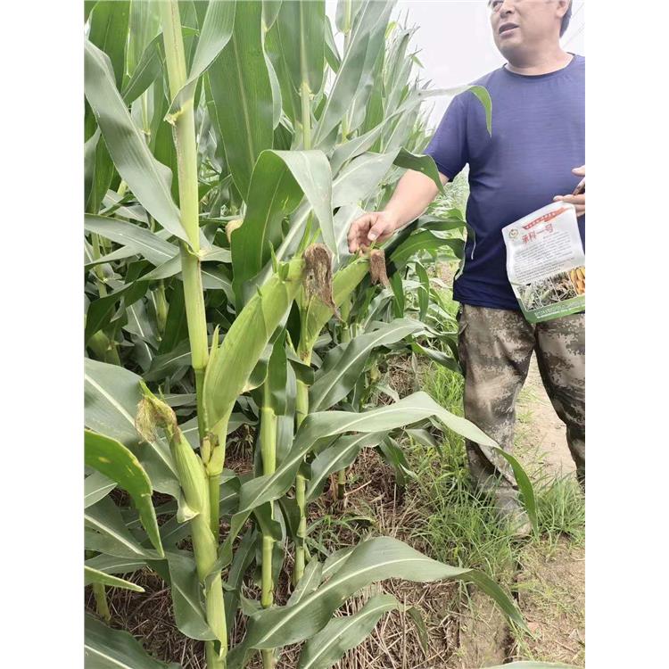 泰玉11高产玉米厂家电话 济南丰润种子有限公司