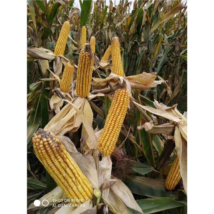 泰玉11高产大棒玉米生产厂家 济南丰润种子有限公司