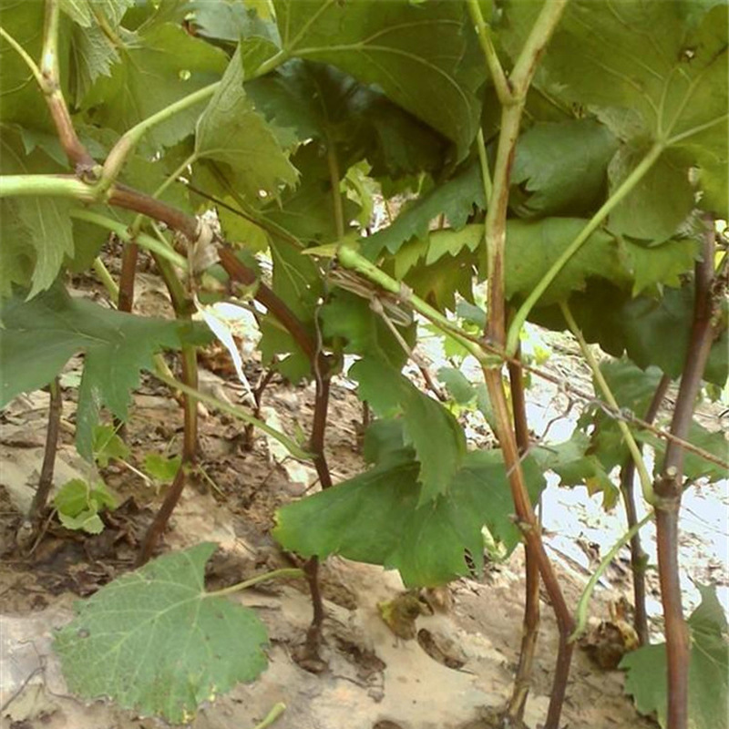 上海园叶葡萄苗种植方法-格威尔园叶葡萄苗批发-蓝树叶农业