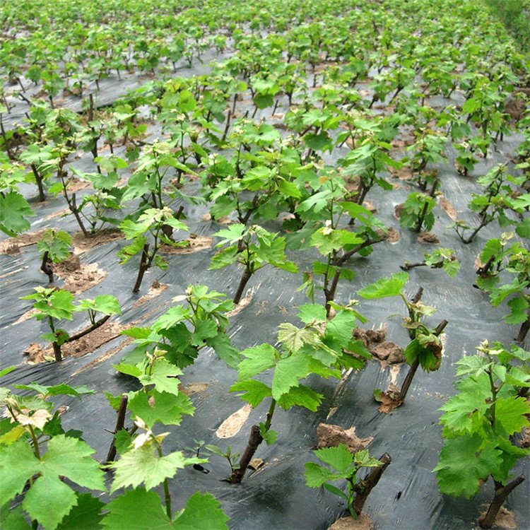 杭州葡萄苗种植技术-园叶葡萄苗基地-蓝树叶农业