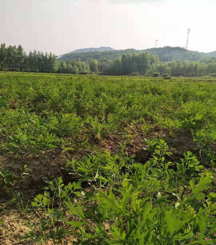 防风种子种植步骤防风种苗产地位置