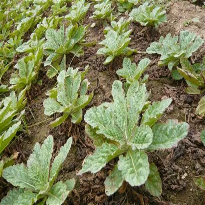 生地种子种植基地生地种苗价格