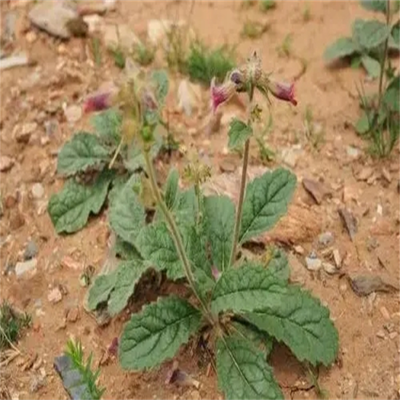 生地种子育苗方法生地种植技术