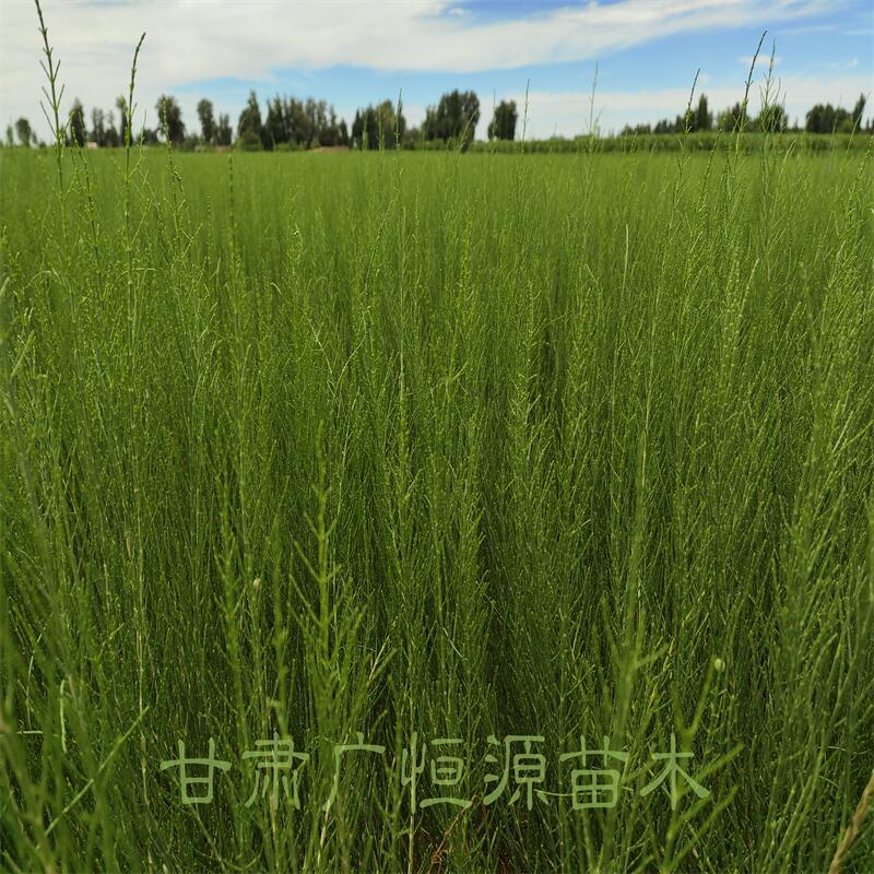 梭梭苗基地 1年生高度50公分梭梭苗 3000萬株梭梭苗子