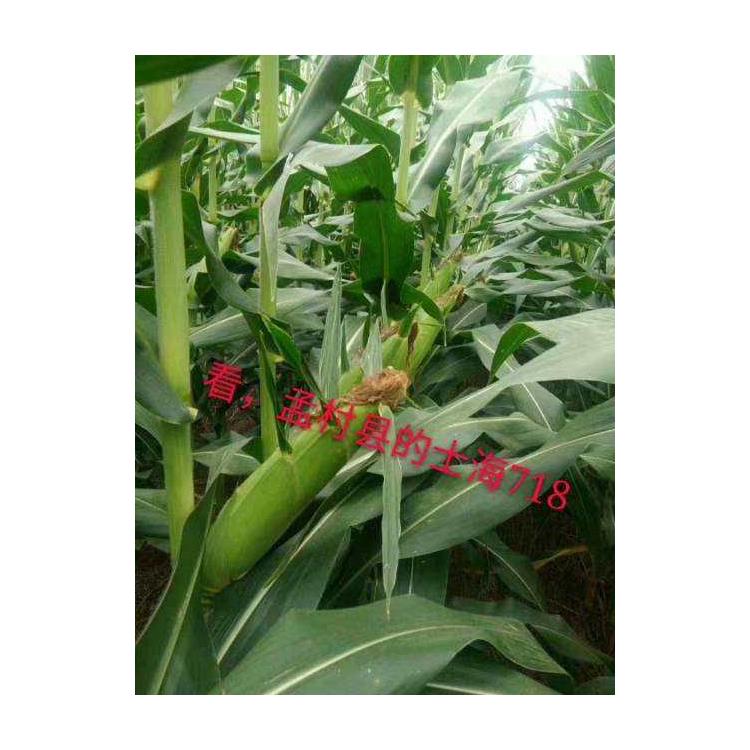 鲁研23密植早熟玉米品种供应商 济南丰润种子有限公司