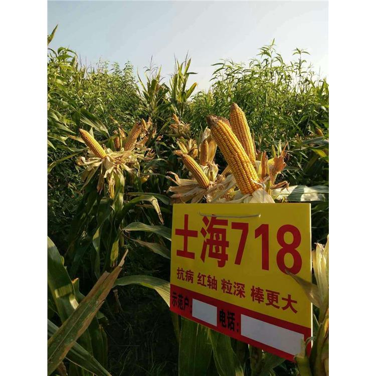 士海718高产稳产玉米种子品种 济南丰润种子有限公司