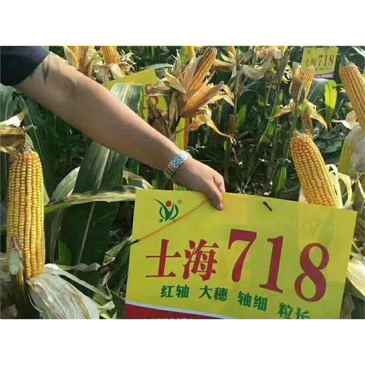 高产玉米新品种衡玉1182 耐旱 耐高温