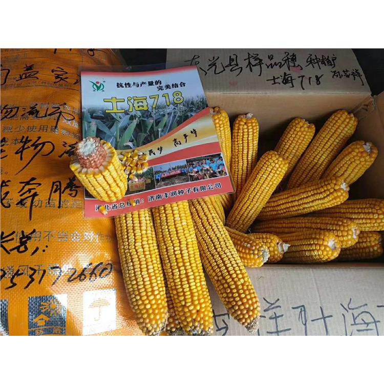 鲁研23密植耐高温玉米种子厂家 济南丰润种子有限公司