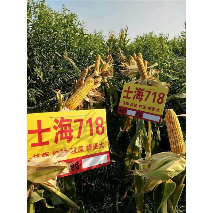 高产玉米新品种玉丰820 耐旱 耐高温