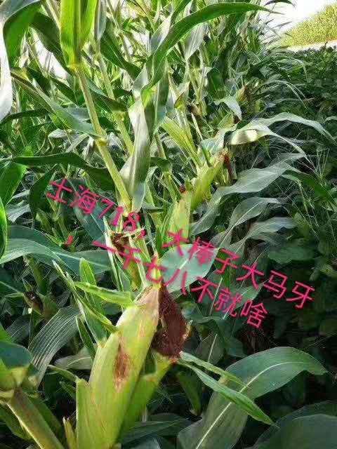 高产玉米新品种衡玉1182