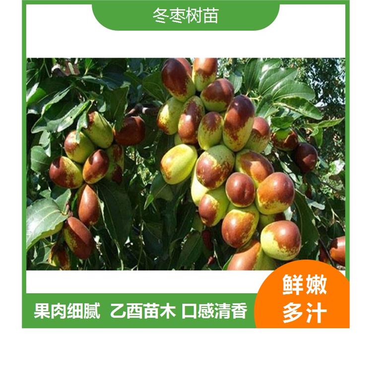菏泽枣树苗价格_金丝枣树的种植