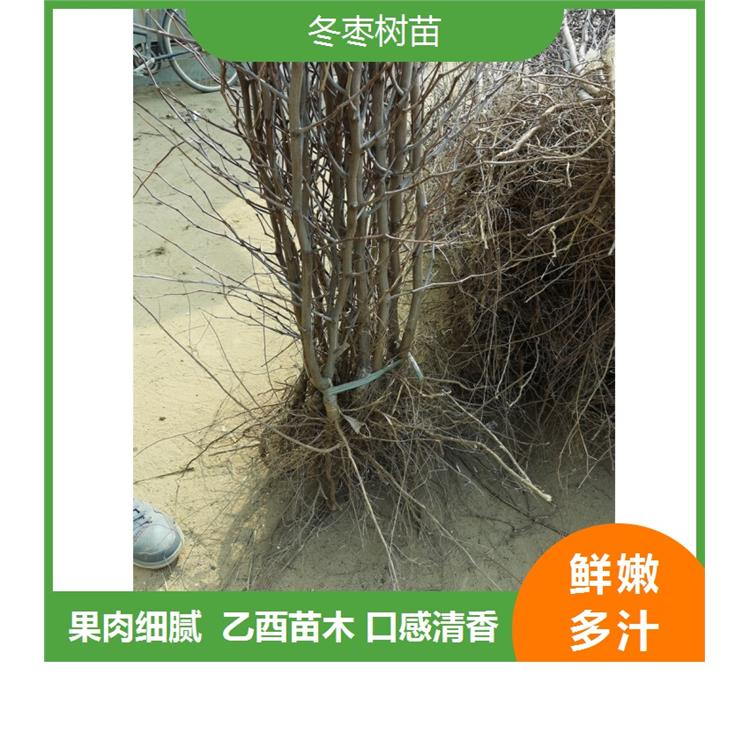威海冬枣树苗价格_山东枣树品种介绍