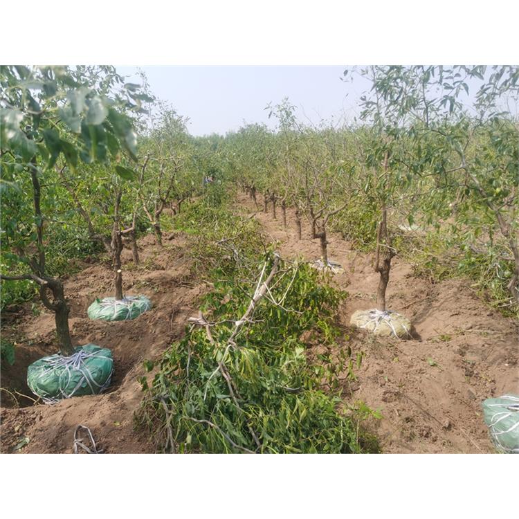 枣树的种植技术_淄博冬枣树苗价格