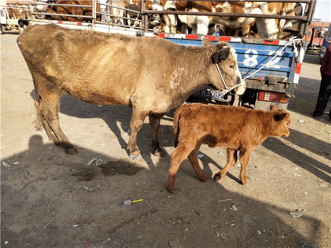 永州繁殖母牛,怀胎繁殖母牛