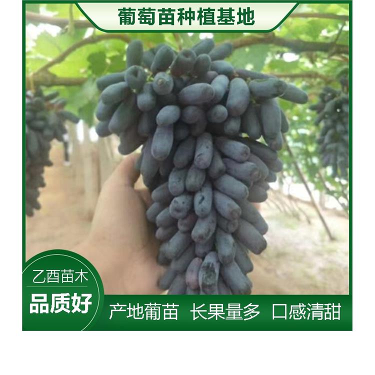 葡萄树几年能结葡萄_青岛葡萄苗新品种批发