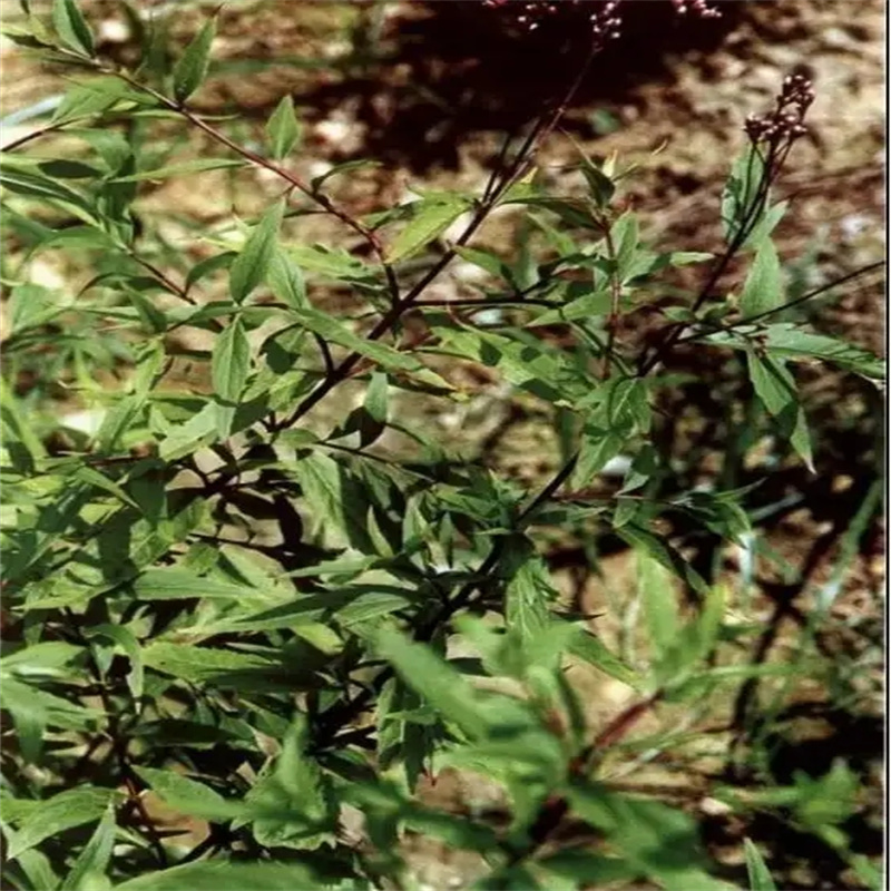 佩兰种苗种子种植时间种植密度