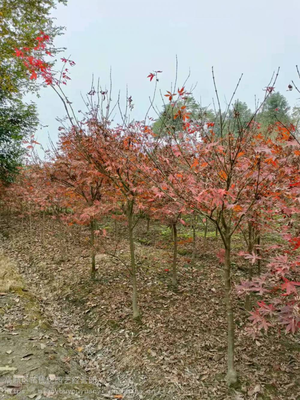 中国红枫种植基地，红枫批发出售，可供贵州红枫种植