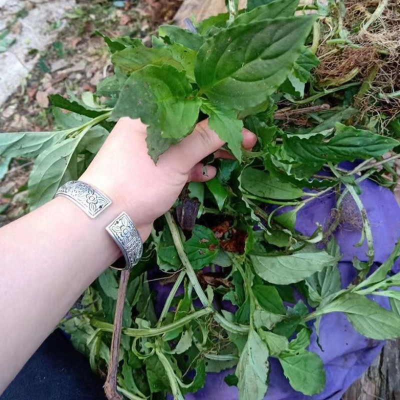 佩兰种苗供应免费提供种植技术