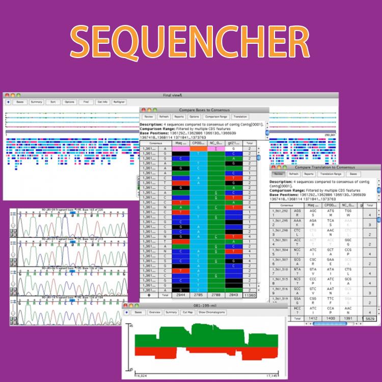 sequencher软件学习 本地化服务