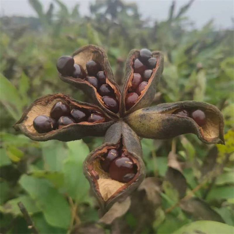 亳州富家种植基地牡丹苗新品种供应