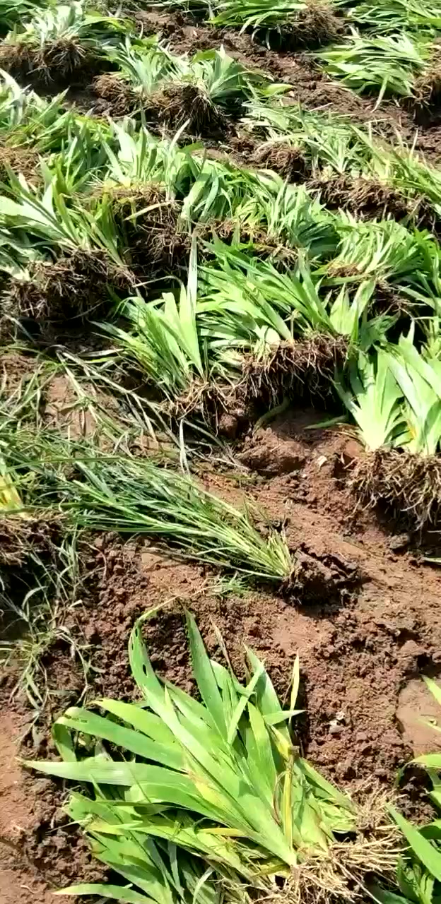 油用牡丹苗产地位置