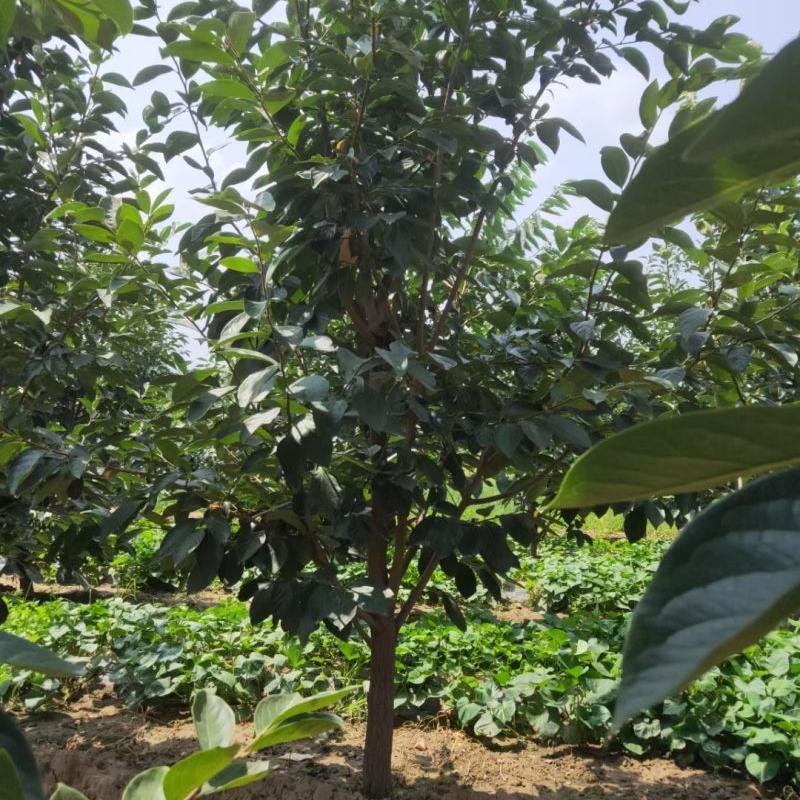 柿子树主要产地 直径8-10公分阳丰甜柿树基地