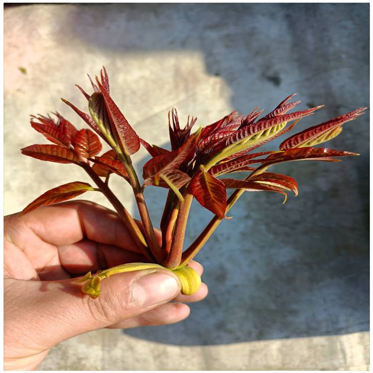 河北红油香椿苗基地 矮化香椿树苗价格 出售香椿小苗芽苗种子