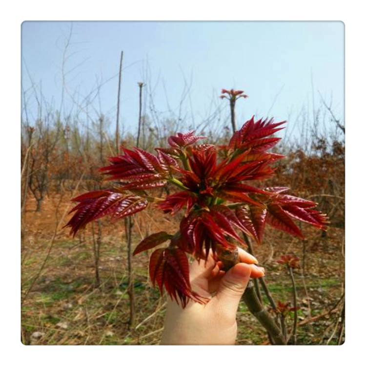润景香椿树苗种植基地 出售一年生红油香椿苗 大棚香椿树