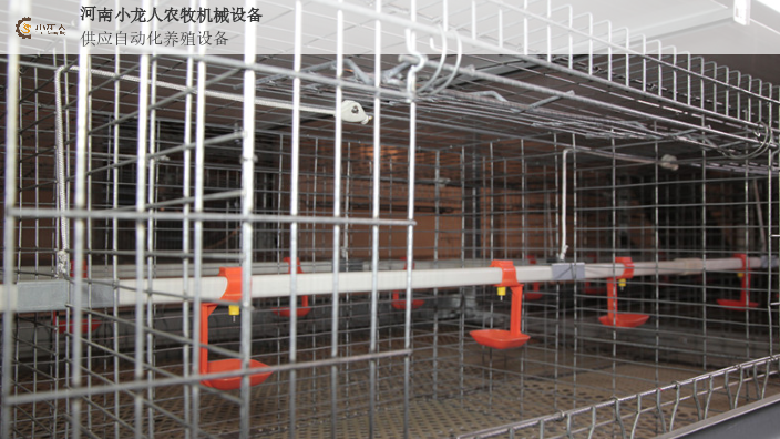 漯河自动化层叠式种鸡笼生产厂家 河南小龙人农牧机械设备供应