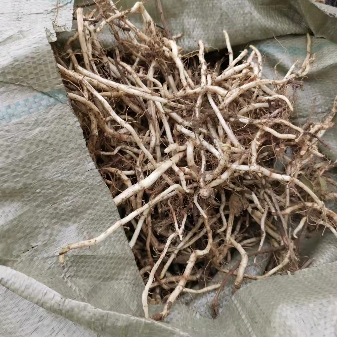 薄荷种子种植薄荷秧苗栽培管理方法