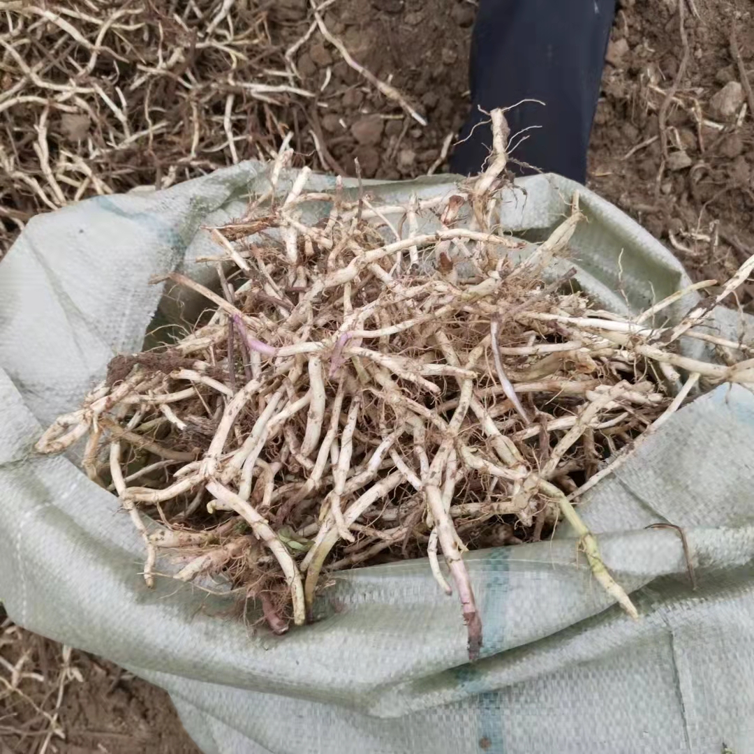 亳州高产量薄荷芽子薄荷幼苗传统种植方法