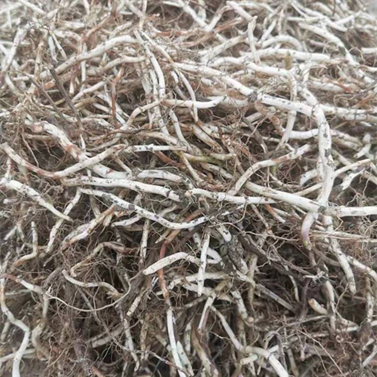 亳州高产量薄荷种子薄荷秧苗传统种植方法