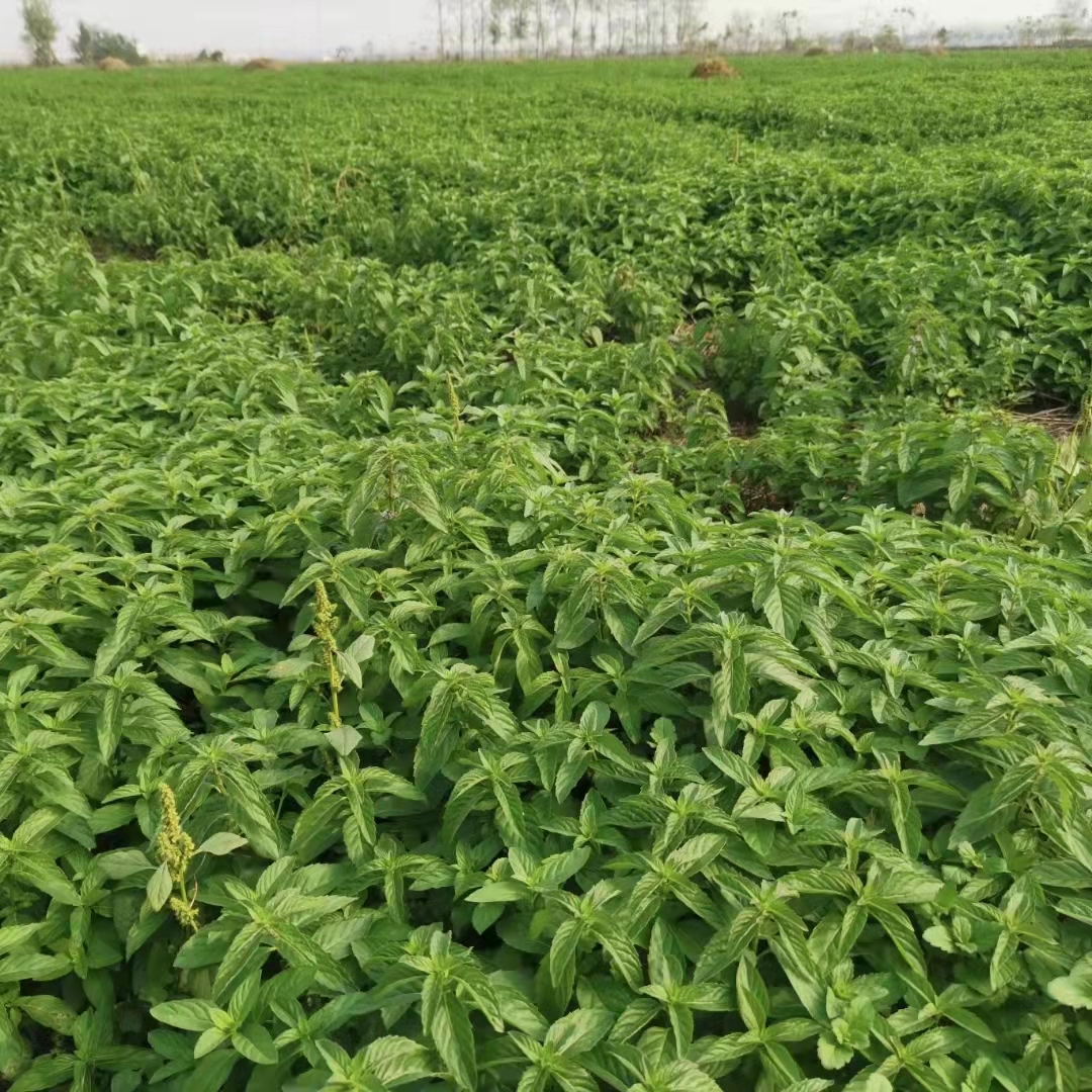 亳州高产量薄荷芽子薄荷幼苗传统种植方法