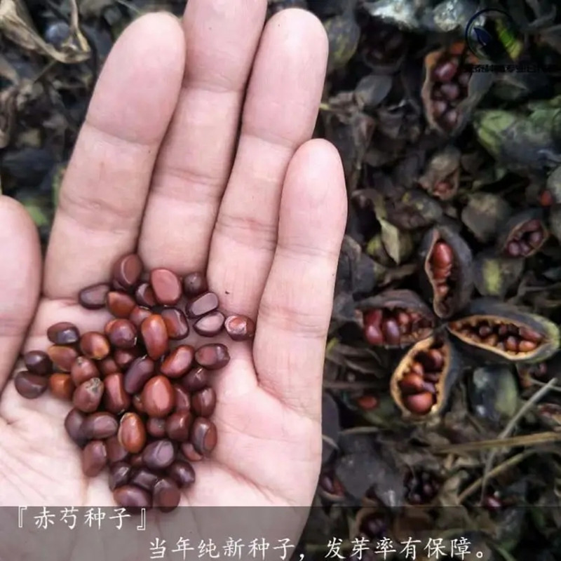 白芍种子富家合作社千亩基地供应