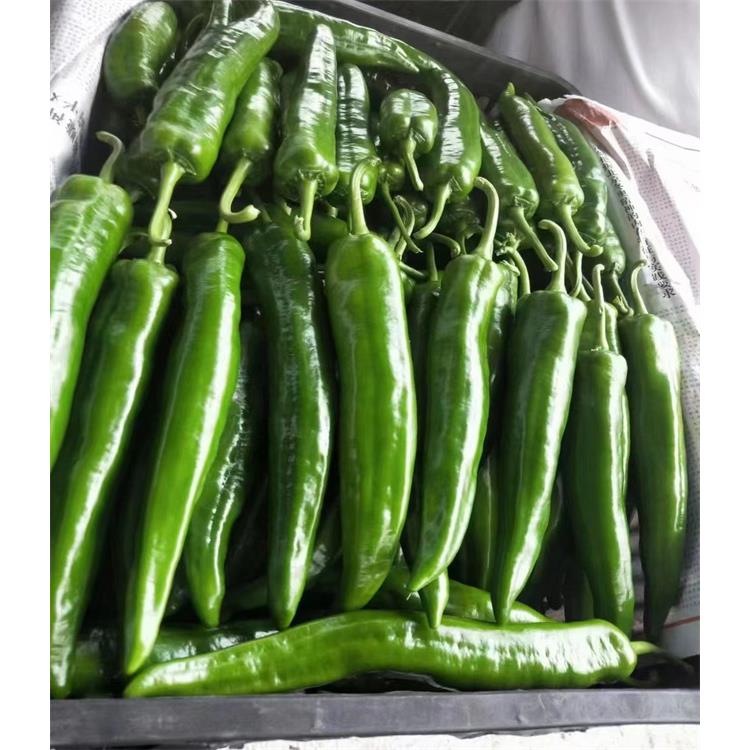 中山蔬菜生鲜配送公司 食堂蔬菜配送服务 广东蔬菜配送公司