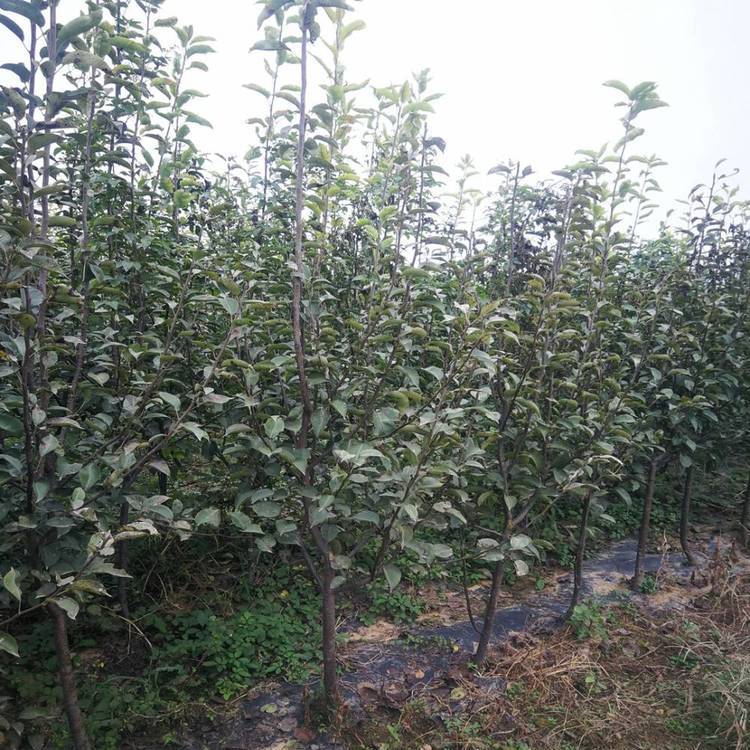 贵州糖梨苗批发厂家-南方早熟梨批发价-蓝树叶农业