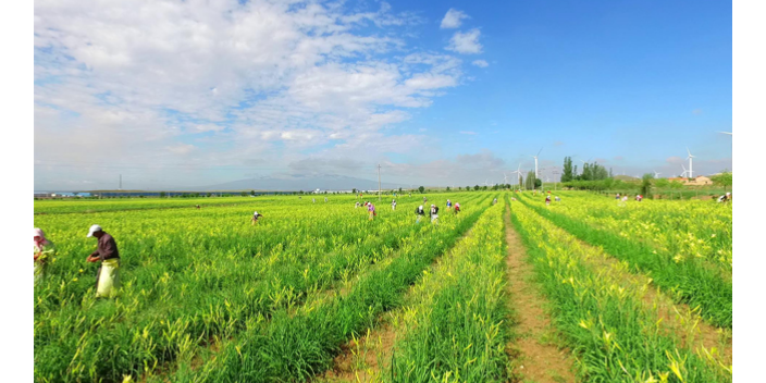 上海黄花菜的吃法 值得信赖 阳光农产品专业合作社供应